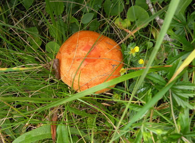 Lactarius porninsis?